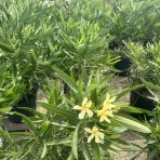 Oleander obyčajný (Nerium oleander) ´MARIE GAMBETTA´ - ŽLTÝ - výška 60-80 cm, kont. C3L (-10/-12°C)